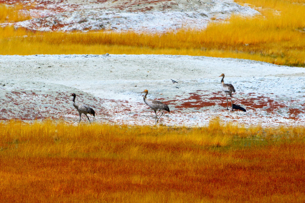 Black-necked crane family - Glimpse of the Wild Wild East... at Spillwords.com
