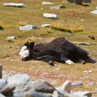 Young yak - Glimpse of the Wild Wild East... at Spillwords.com