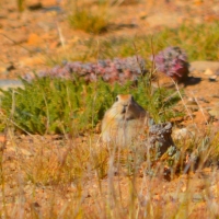 Ladak pika - Glimpse of the Wild Wild East... at Spillwords.com