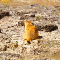 Marmot - Glimpse of the Wild Wild East... at Spillwords.com