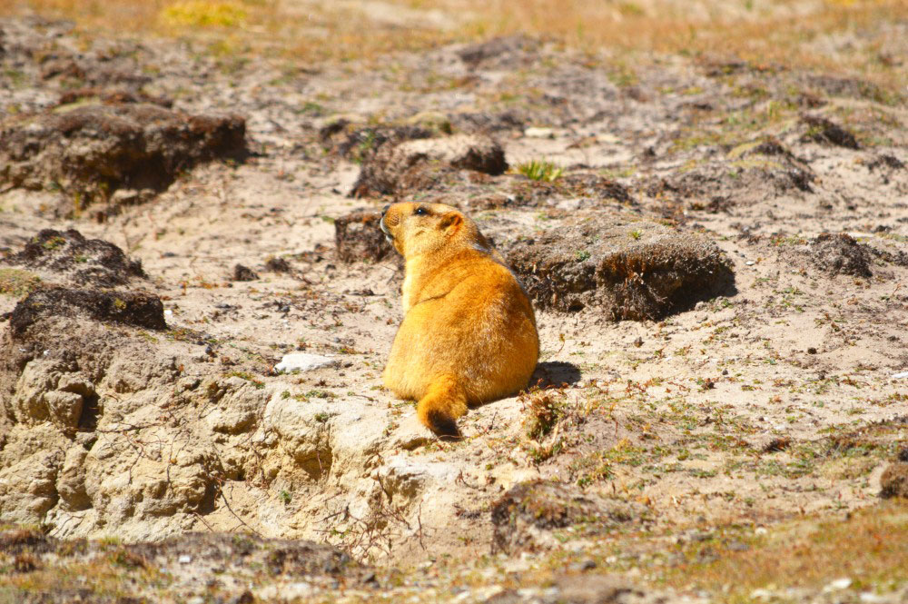 Marmot - Glimpse of the Wild Wild East... at Spillwords.com