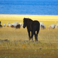 Horse - Glimpse of the Wild Wild East... at Spillwords.com
