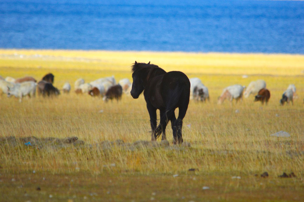 Horse - Glimpse of the Wild Wild East... at Spillwords.com
