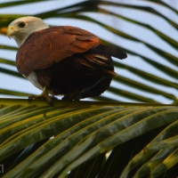 An Accidental Birder... by Nishand Venugopal at Spillwords.com