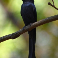 An Accidental Birder... by Nishand Venugopal at Spillwords.com