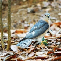 An Accidental Birder... by Nishand Venugopal at Spillwords.com