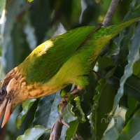 An Accidental Birder... by Nishand Venugopal at Spillwords.com