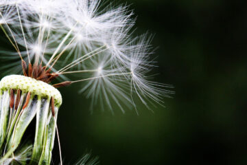 Hope Is The Thing With Feathers by Emily Dickinson at Spillwords.com