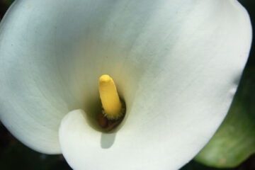 Calla written by L.M. Giannone at Spillwords.com