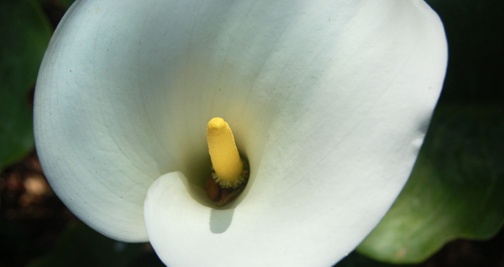 Calla written by L.M. Giannone at Spillwords.com