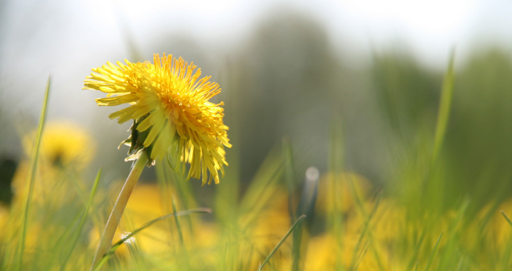 Dandelion Flower written by Aparna Reddy at Spillwords.com