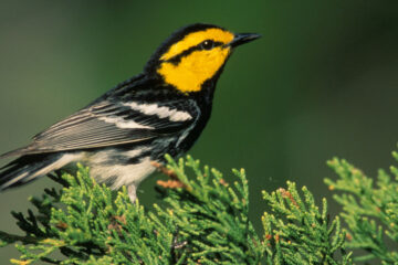 THE LOVE SONG OF A WARBLER, by Dr Santosh Bakaya at Spillwords.com