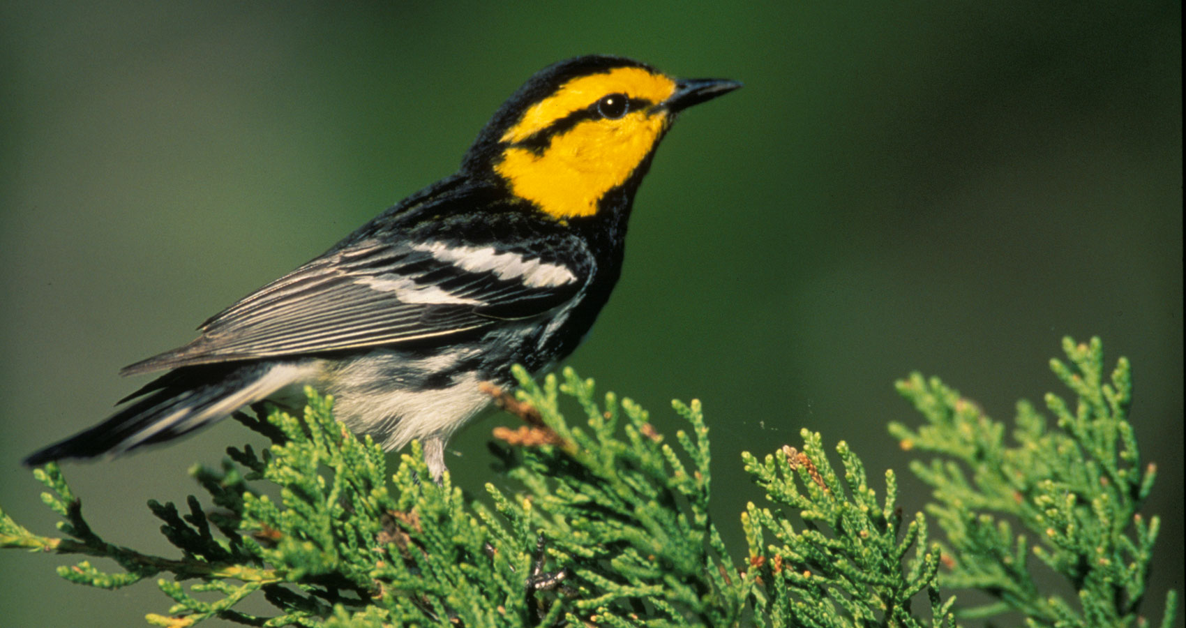 THE LOVE SONG OF A WARBLER, by Dr Santosh Bakaya at Spillwords.com