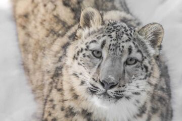 The Snow Leopards, poetry by Doug Donnan at Spillwords.com