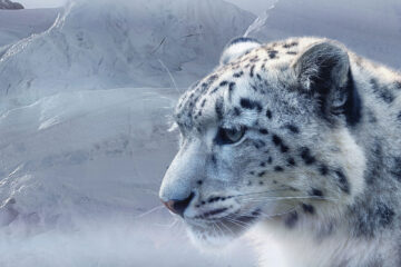 The Snow Leopards written by Doug Donnan at Spillwords.com