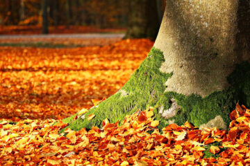 Autumn On The Tree Of Life, written by Aaron Marchant at Spillwords.com