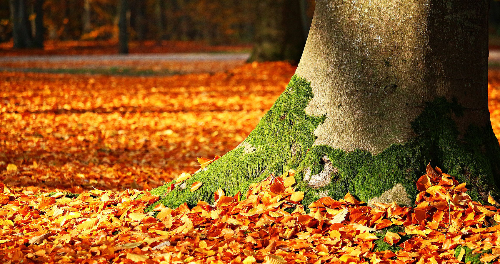 Autumn On The Tree Of Life, written by Aaron Marchant at Spillwords.com