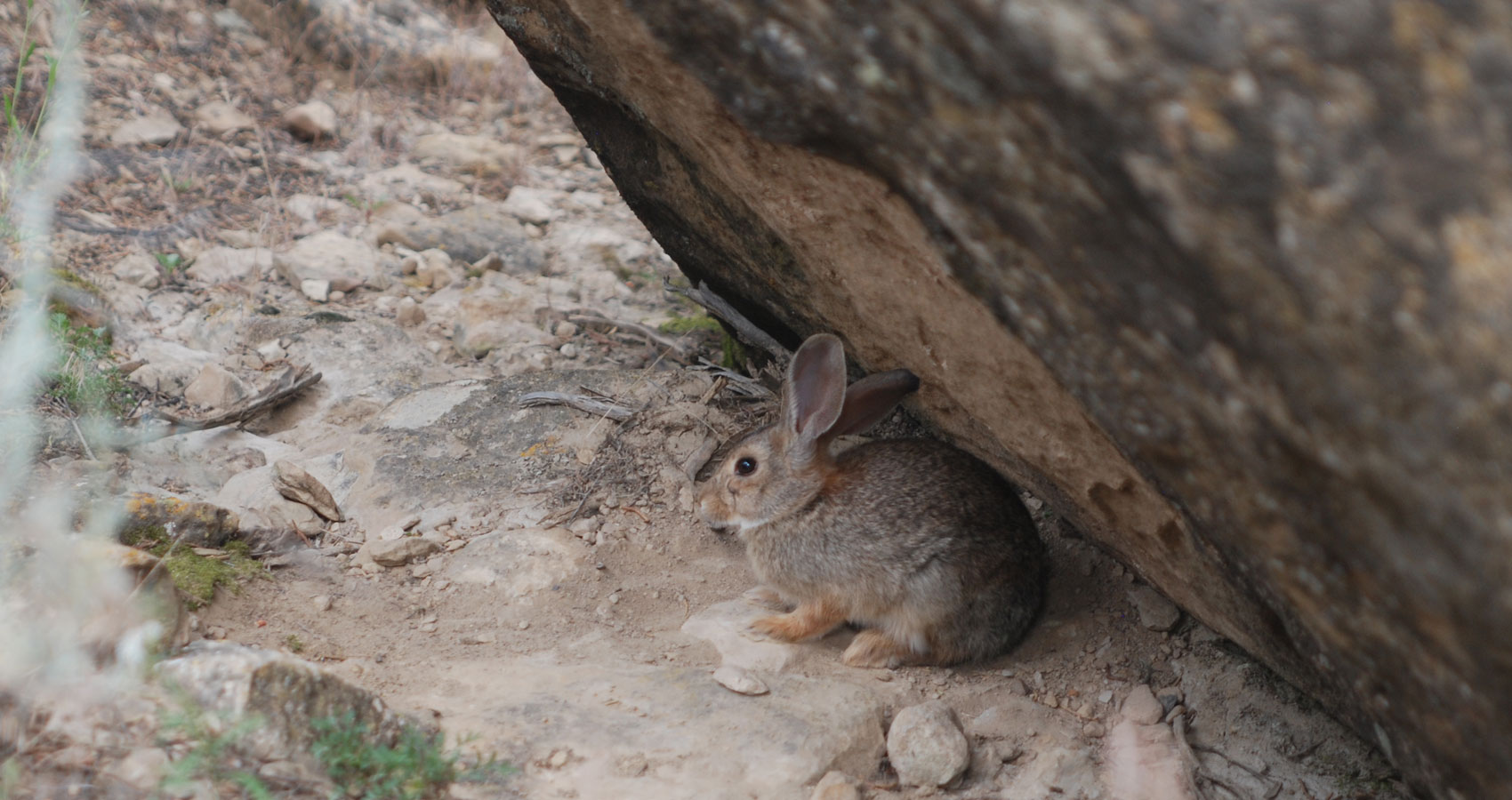 Cottontail, a haiku written by John R. Cobb at Spillwords.com