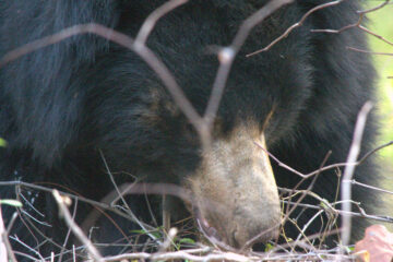 Bear Mama's Grit... by Nishand Venugopal at Spillwords.com