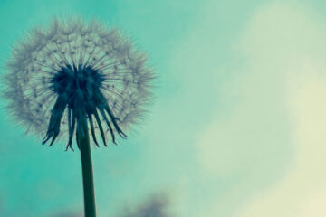 Dandelion, a short story written by R.E Hengsterman at Spillwords.com