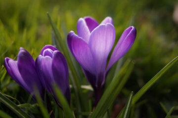 Flor De Primavera written by José A Gómez at Spillwords.com