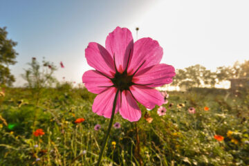 The Satisfaction Of A Flower written by hedgehog at Spillwords.com