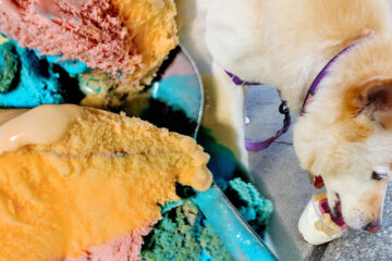 Dog Eating Ice Cream written by N. K. Hasen at Spillwords.com
