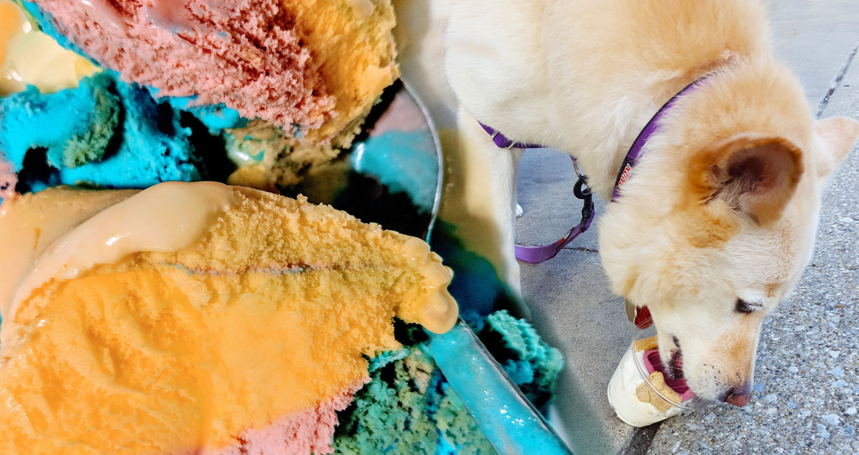 Dog Eating Ice Cream written by N. K. Hasen at Spillwords.com