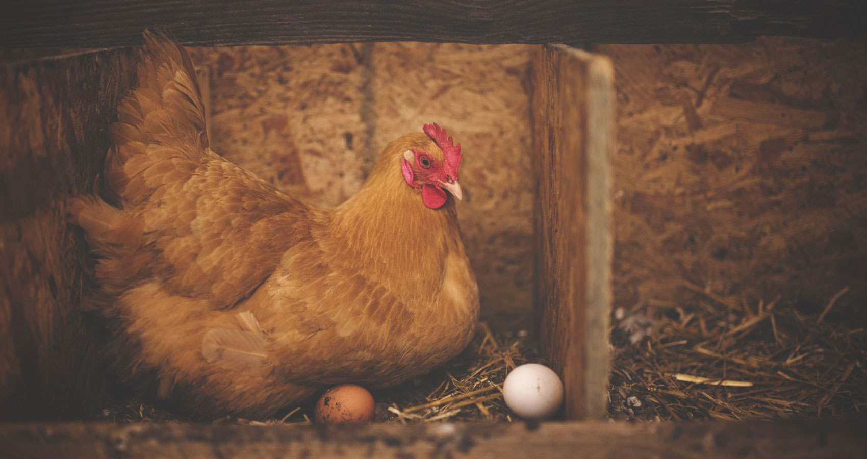 My Hen, a haiku written by Lorraine Dancer at Spillwords.com