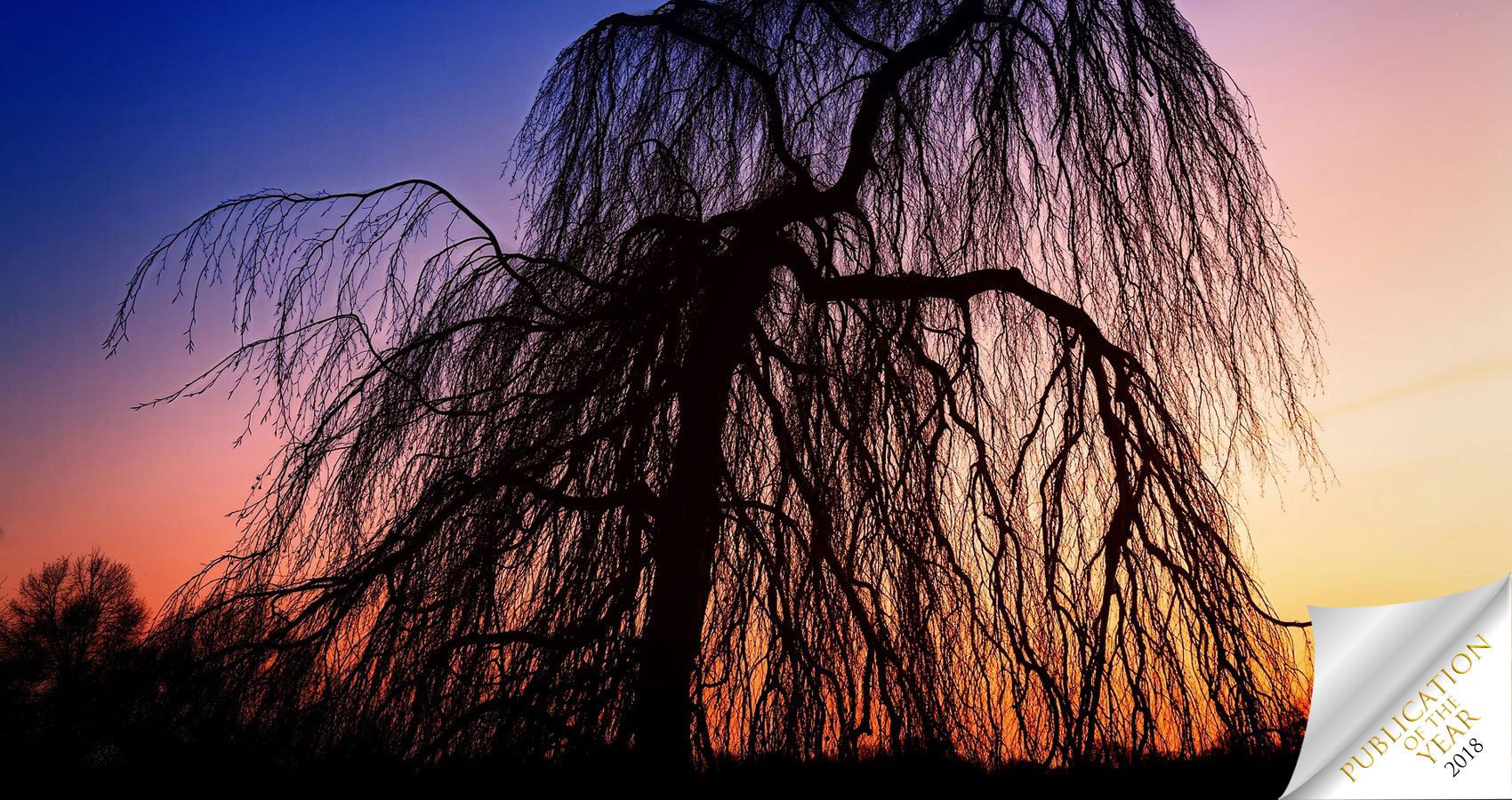 The Willow That Weeps by Laura Hughes at Spillwords.com