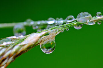DEWDROP, poetry written by Madhumita at Spillwords.com