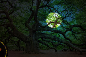 Underneath The Ancient Oak by Jan Smith at Spillwords.com