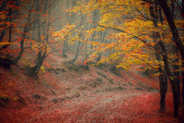 For A Land Of Autumns by Erin Sweet Al-Mehairi at Spillwords.com