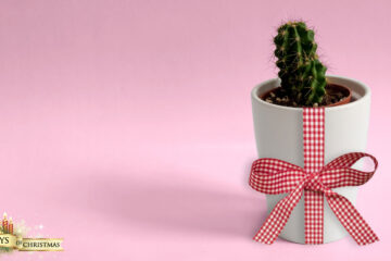 The Christmas Cactus, written by Elizabeth Montague at Spillwords.com