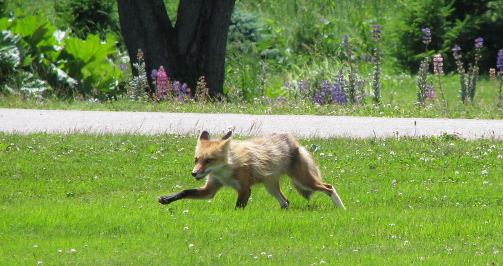 The Red Fox, written by John R. Cobb at Spillwords.com