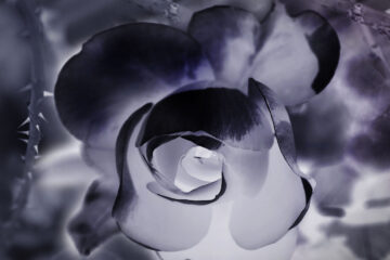 The Black Rose, written by Fallen Engel at Spillwords.com