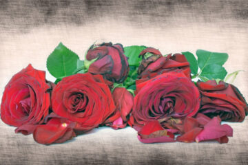 Wilted Red Roses by Michal Reibenbach at Spillwords.com