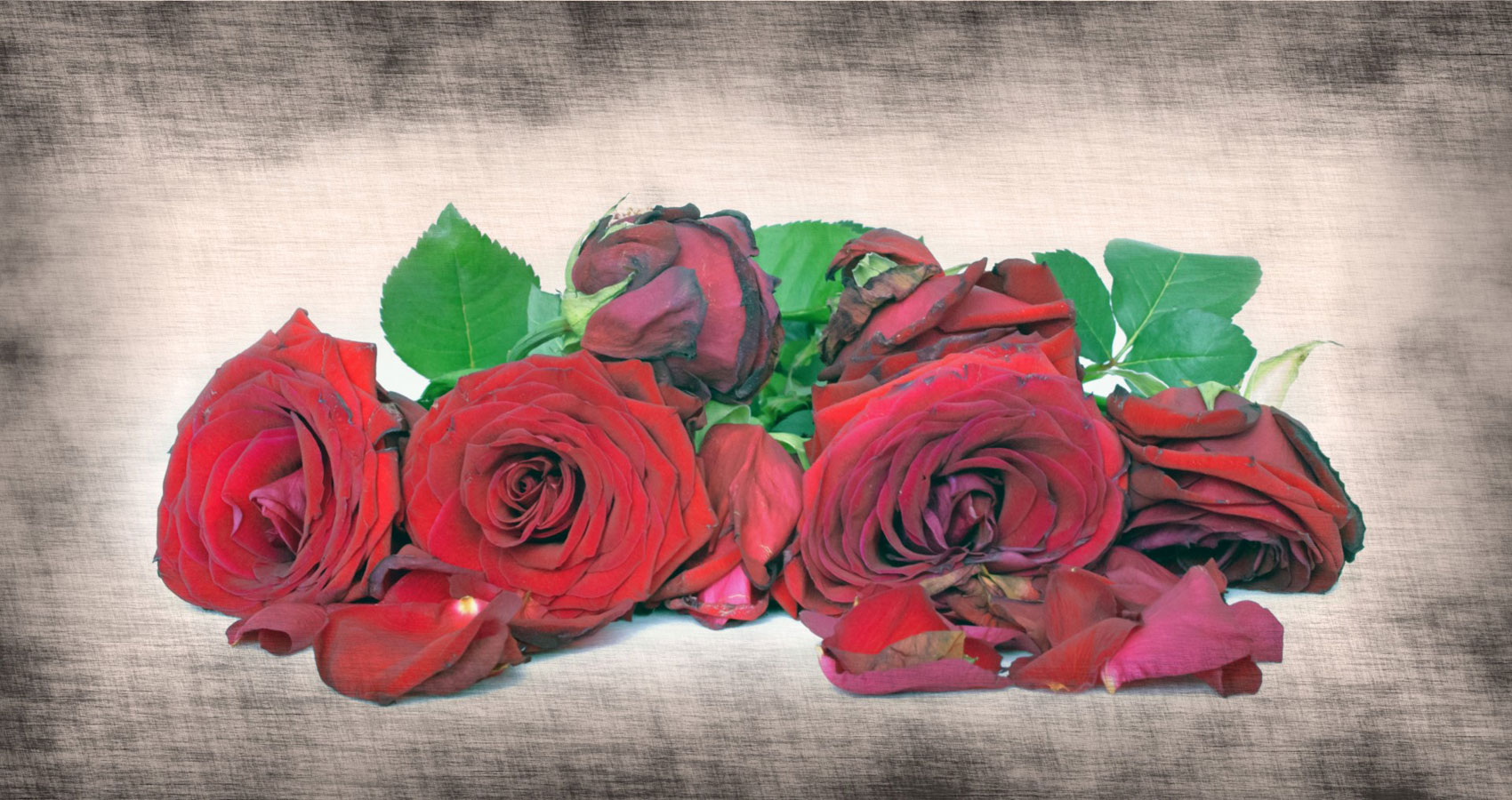 Wilted Red Roses by Michal Reibenbach at Spillwords.com