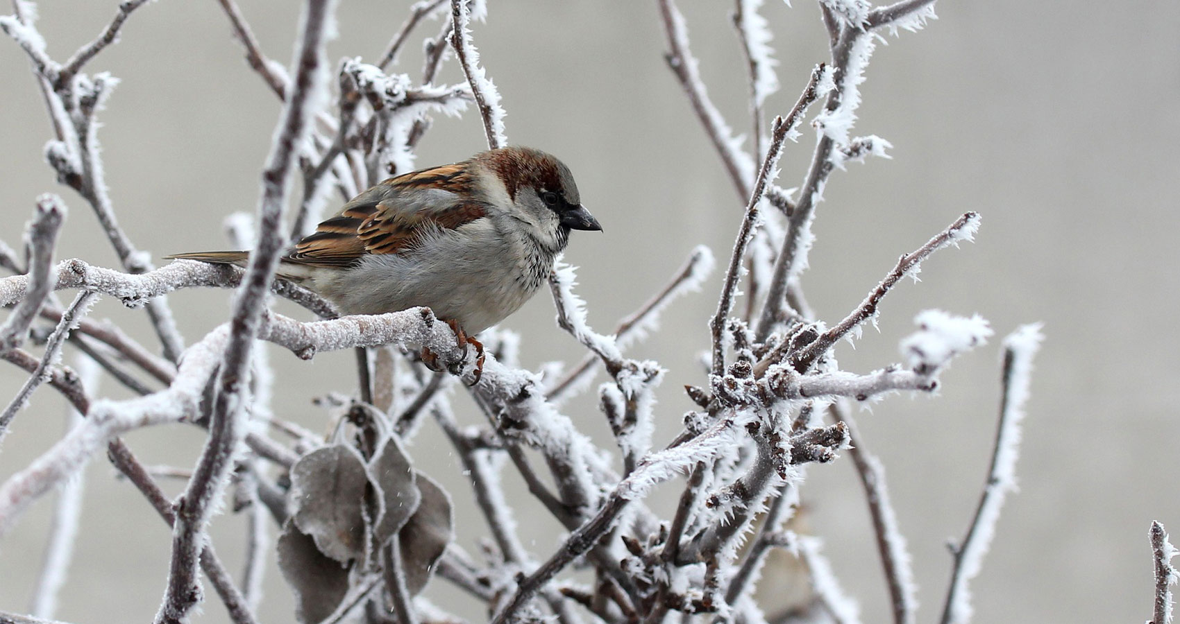 Winter Sparrow, written by Gillian Ferwerda at Spillwords.com