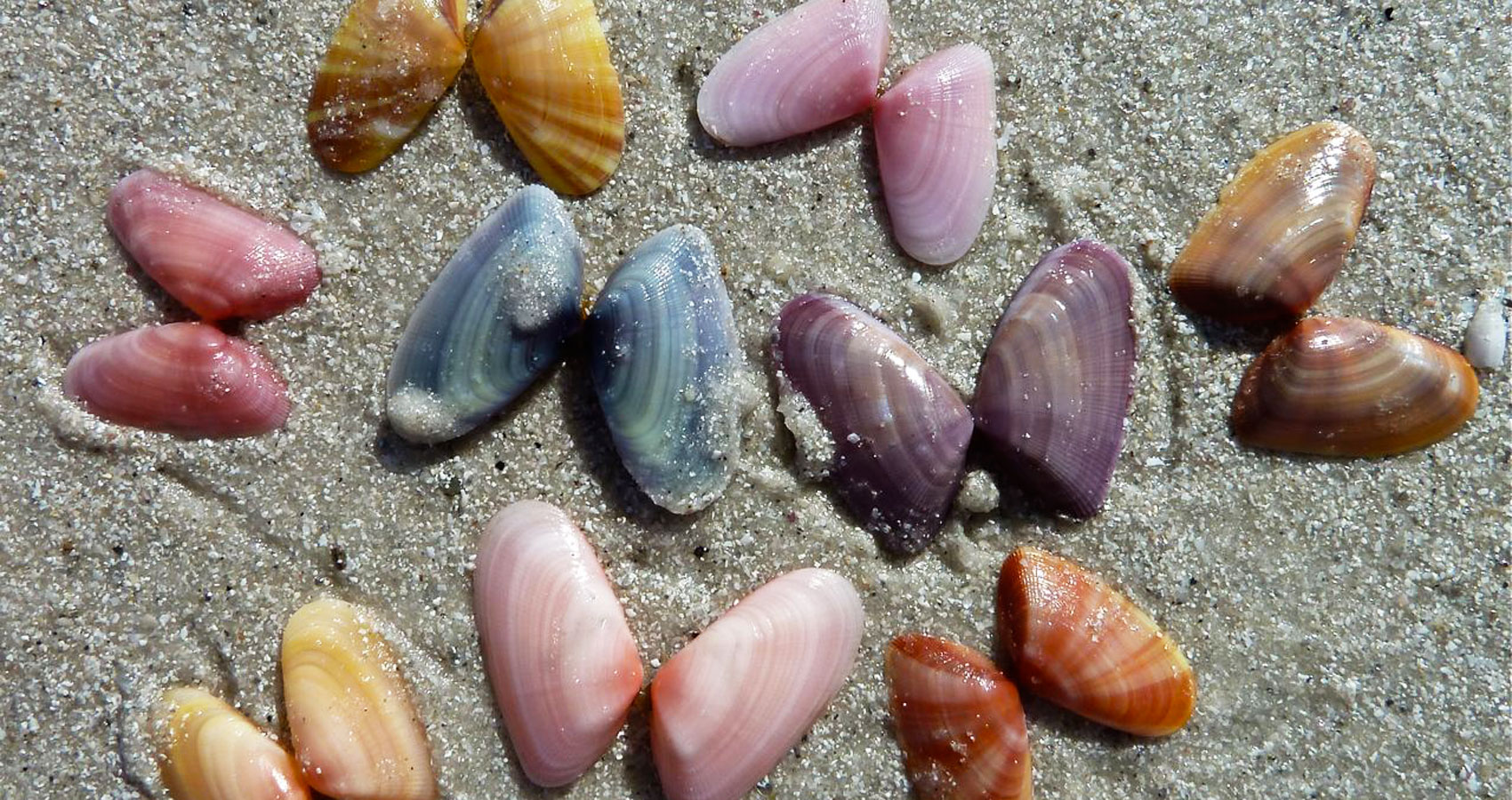 Coquina Clams, poetry written by Sunmy Brown at Spillwords.com