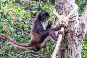 Dangling Monkeys, micropoetry written by Mary Bone at Spillwords.com