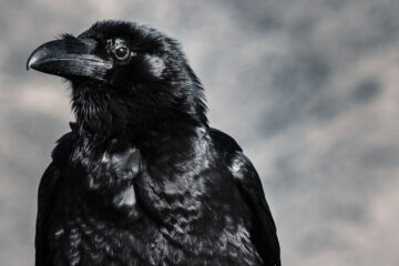 The Crow, poetry written by Raphfael Wormge at Spillwords.com