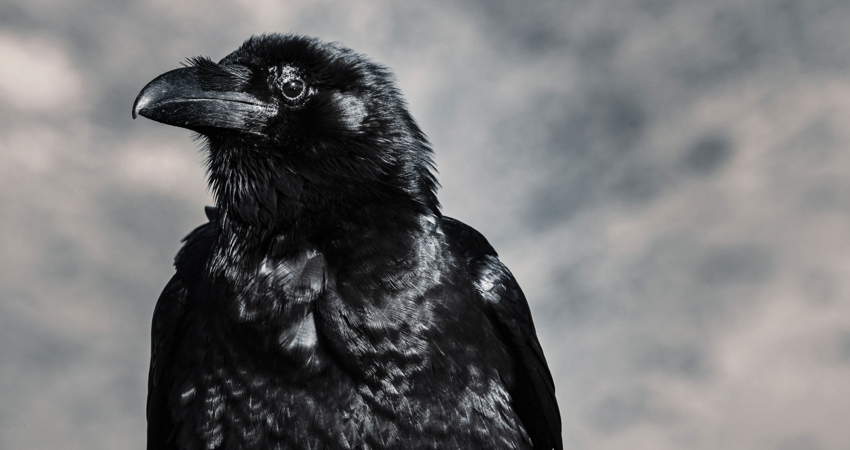The Crow, poetry written by Raphfael Wormge at Spillwords.com