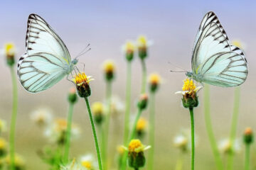 Wishes, written by Dora Sigerson Shorter at Spillwords.com