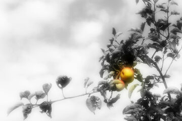 An Apple Orchard, a poem written by Janina Osewska at Spillwords.com