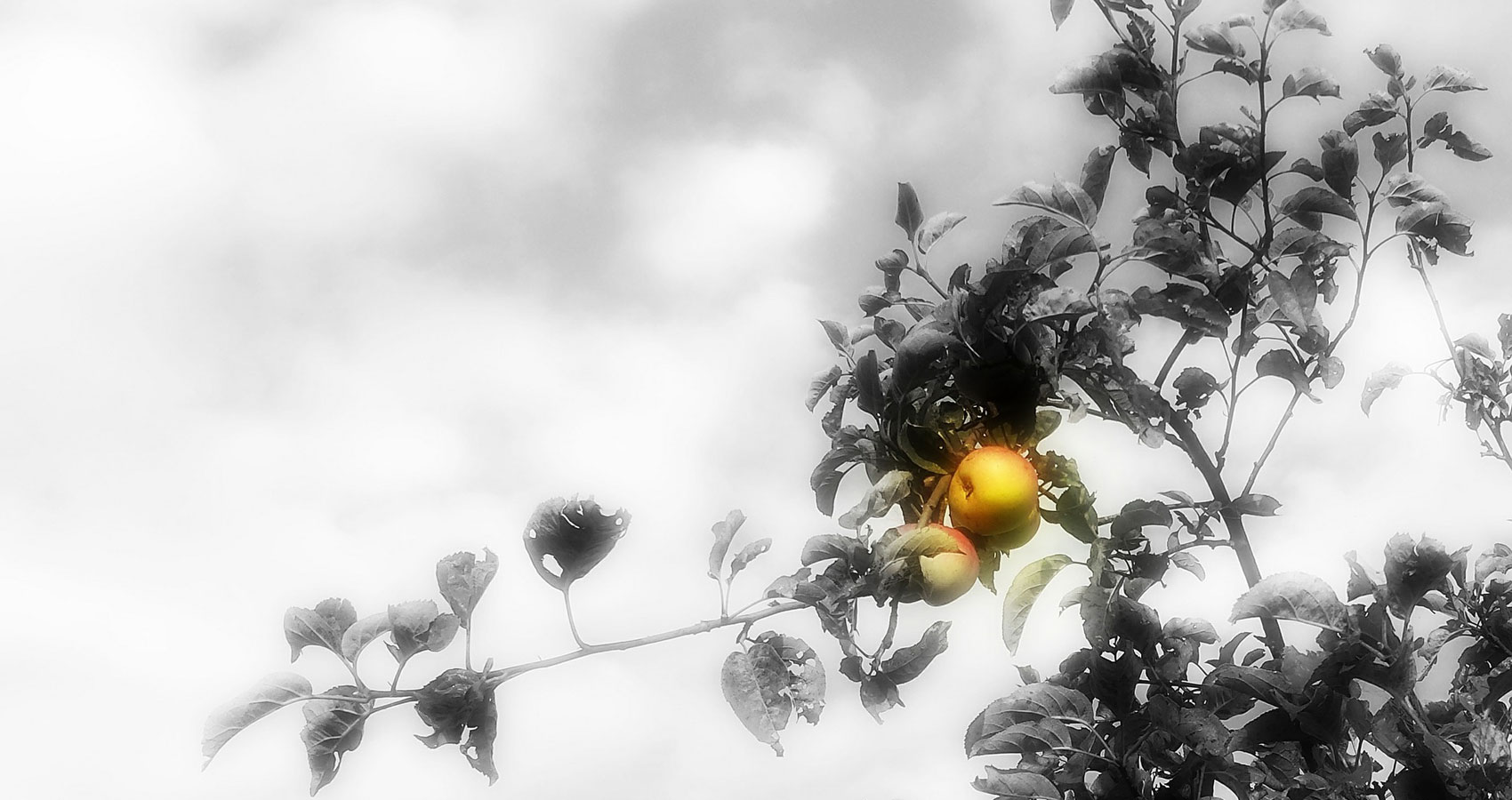 An Apple Orchard, a poem written by Janina Osewska at Spillwords.com