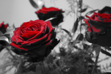 Roses Are Red, a poem written by Lisa Keeble at Spillwords.com