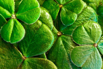 St. Patrick’s Day, a poem by Eliza Cook at Spillwords.com