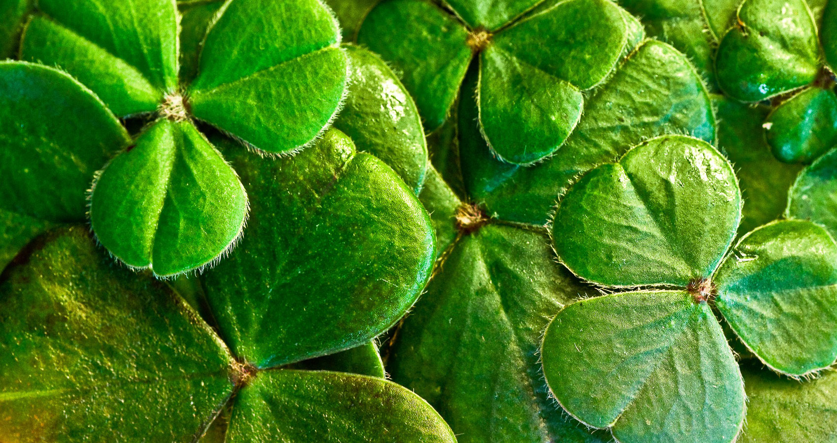 St. Patrick’s Day, a poem by Eliza Cook at Spillwords.com