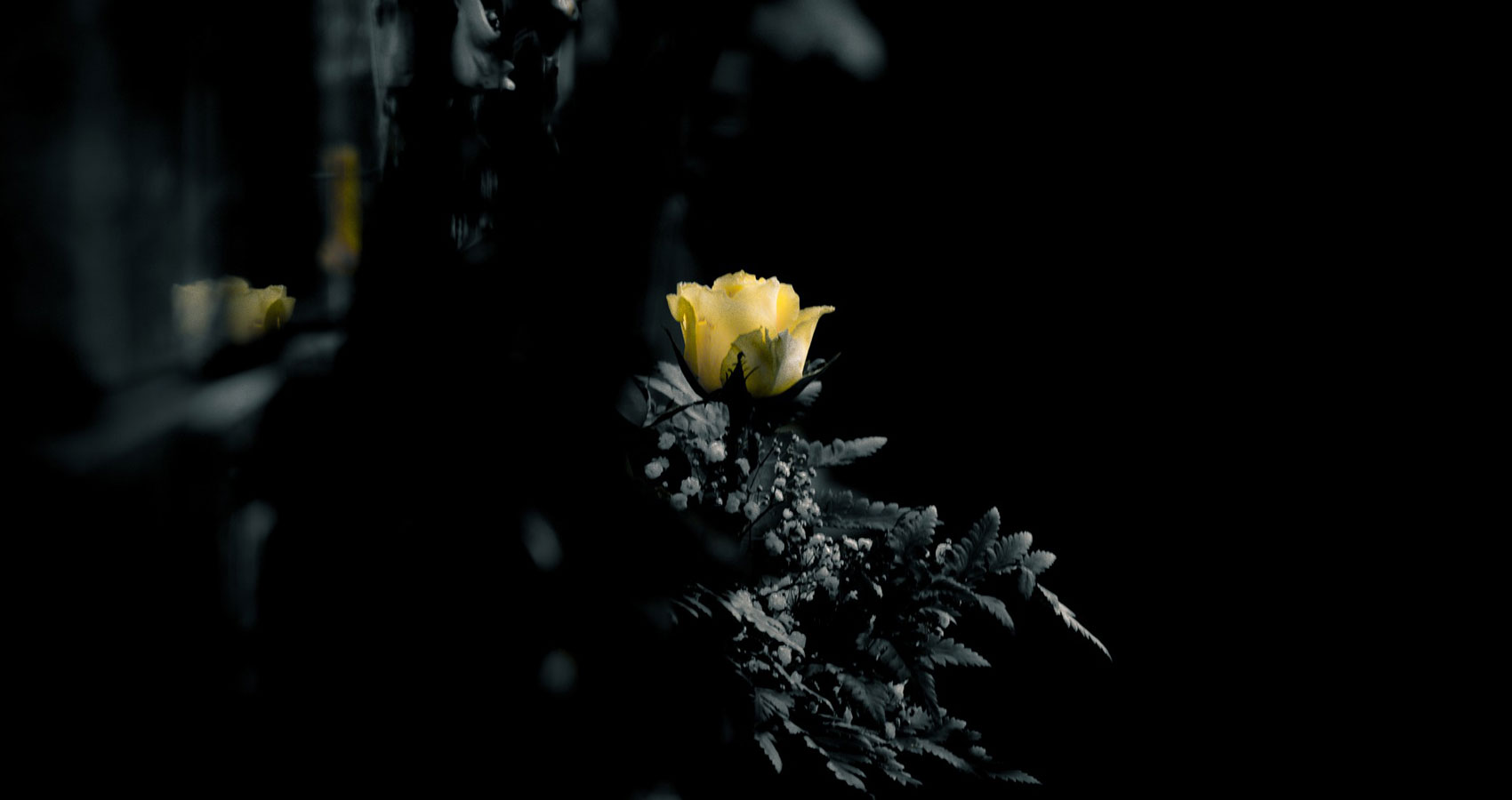 A Graveyard Full of Roses, written by Neeraj Kumar at Spillwords.com